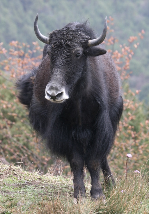 bhutan